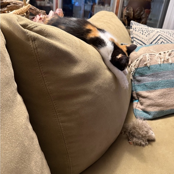 Meet your Posher, Cat - Picture 7 of 11